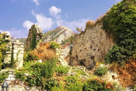 Черногория: Св. Стефан, Старый Бар, 2000-летняя олива