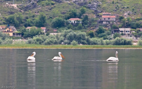 Черногория 2012. Скадарское озеро
