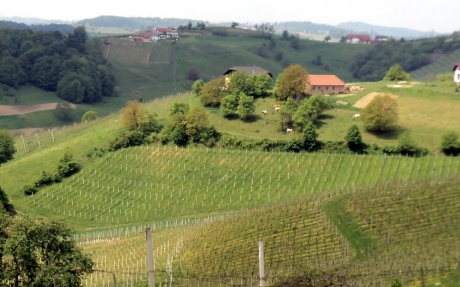 По виноградным местам Словении. Часть 2