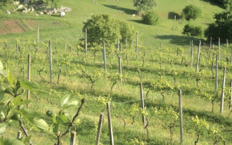По виноградным местам Словении. Часть 3
