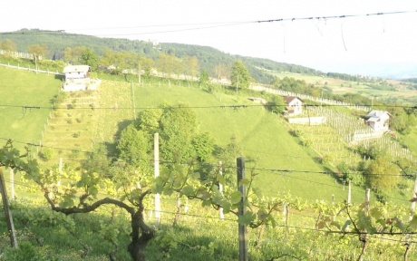 По виноградным местам Словении. Часть 3