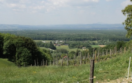 По виноградным местам Словении. Часть 4