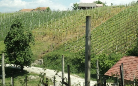 По виноградным местам Словении. Часть 4