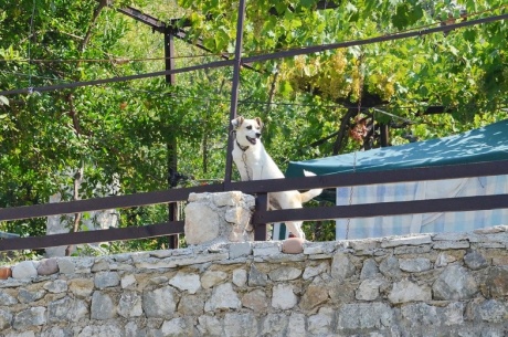 Животного мира на Балканах псто
