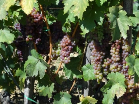 BERBA Сбор винограда