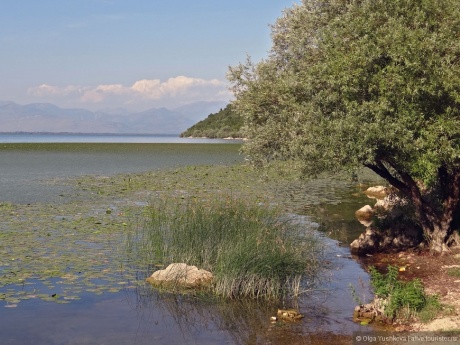 Черногория. Скадарское озеро