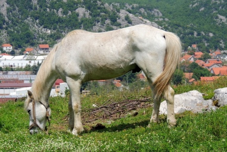 Иванова корыта в национальном парке Ловчен (Черногория)