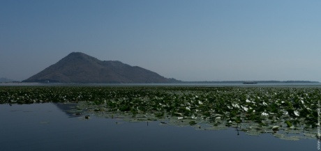 Скадарское озеро летом